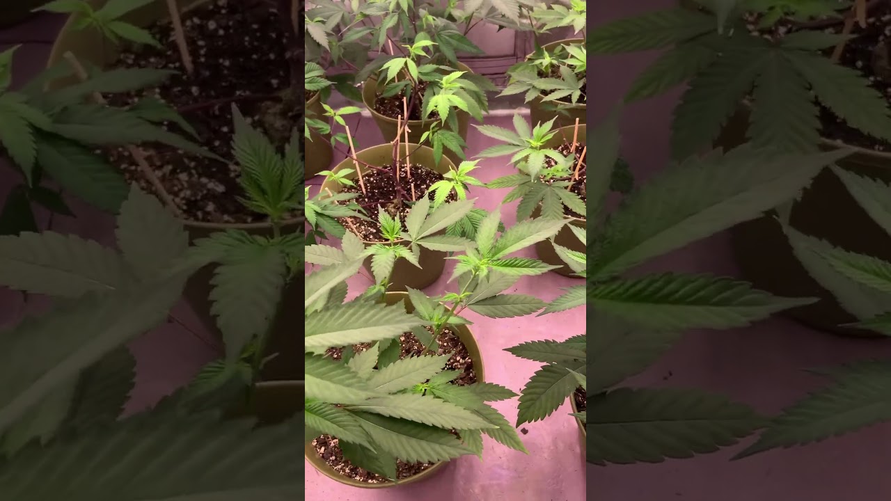 Week 1 Flowering cycle #bluediesel #plants #farming #garden #cannabiseducation #420 #cannabisstrains