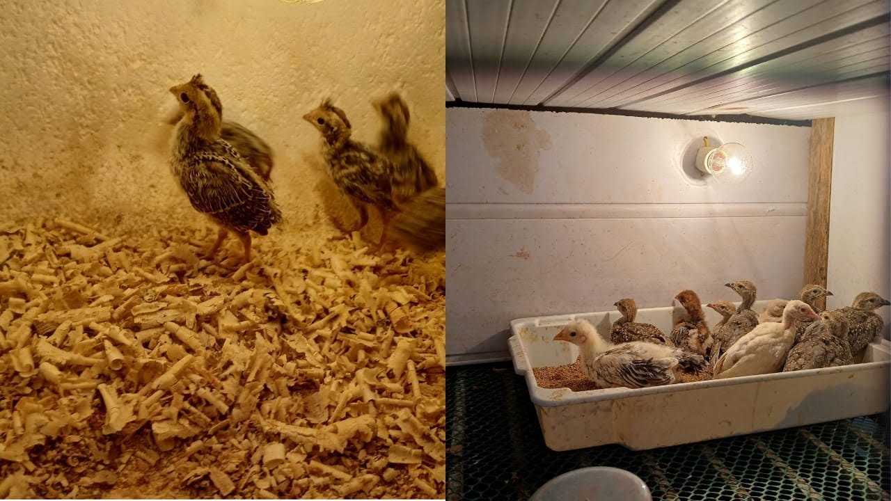 filhotes de Perdiz escamada e perdiz chukar. 