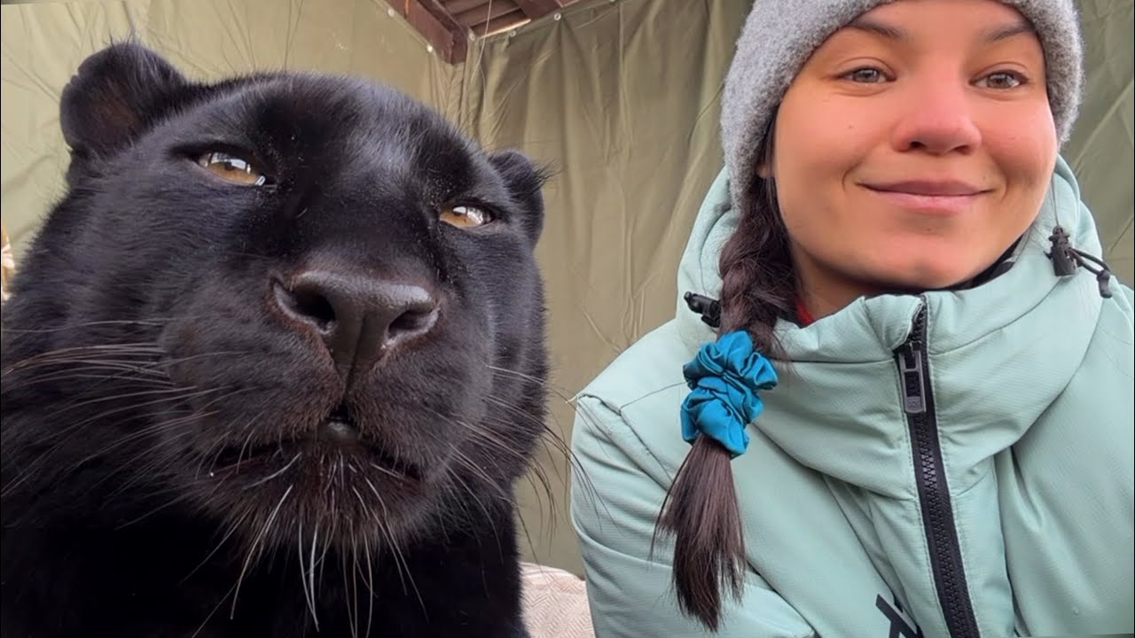 Поболтали с пантерой Луной и Викой 😸