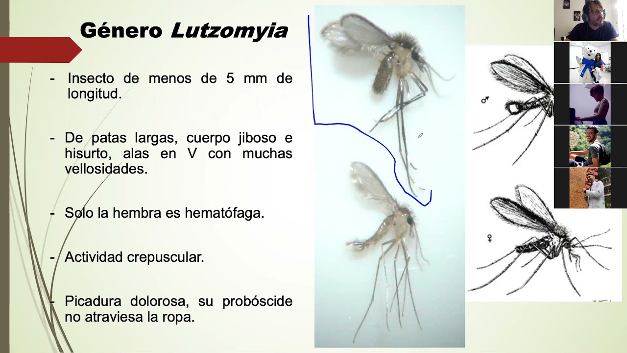 Flebotomos y triatominos