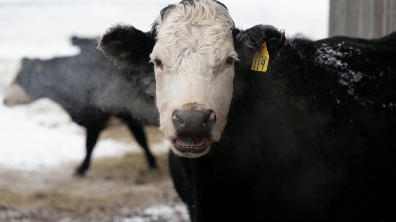 Through the lens: Winter time in Iowa