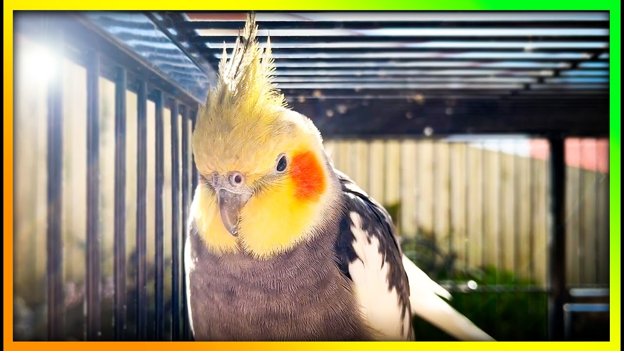 This is So Much Fun for Your Bird | The Bird Sanctuary | 3hr 30min