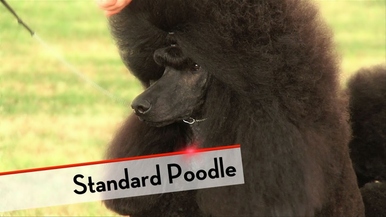Standard Poodle - Best of Breed
