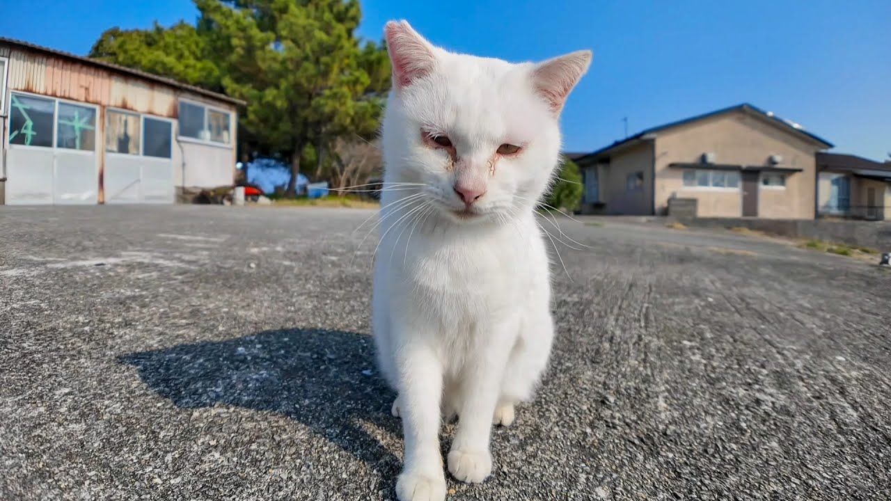 猫島の猫ちゃん人を見るととりあえず甘えてきてカワイイ