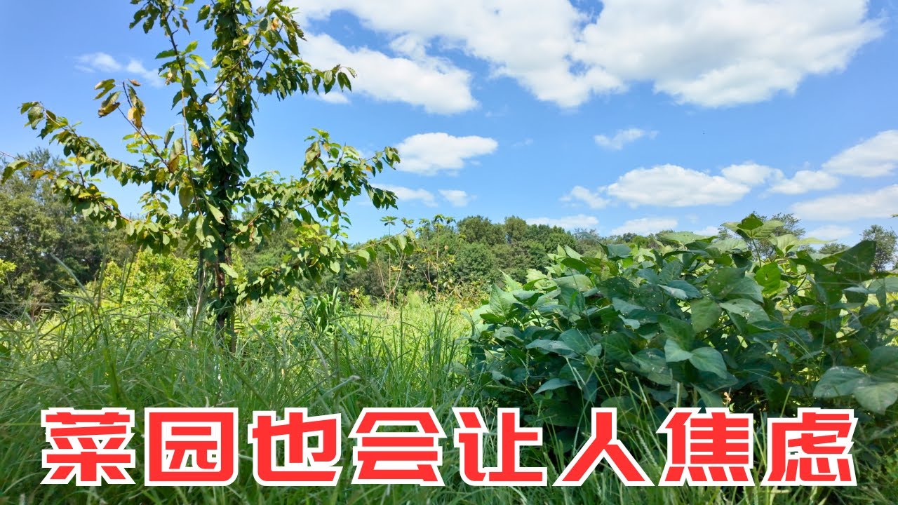 菜园太大了会焦虑吗？当杂草一茬接一茬疯长的时候，是不是该考虑放弃一些东西了？｜秋天的菜园