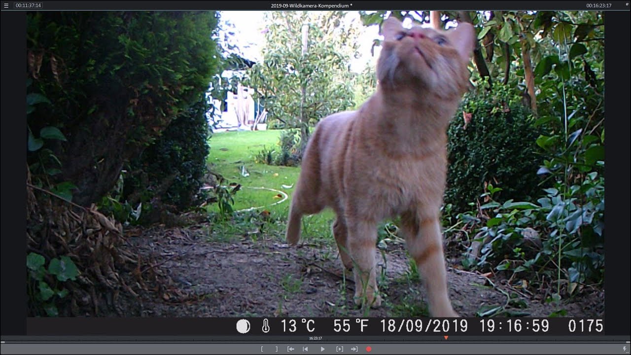 Tiere im Garten - Wildkamera im Einsatz - September 2019 - Auf der Jagd mit der Wildkamera