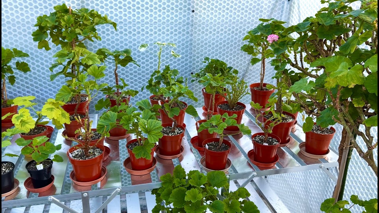 A Quick Look around the Greenhouse - January 2025