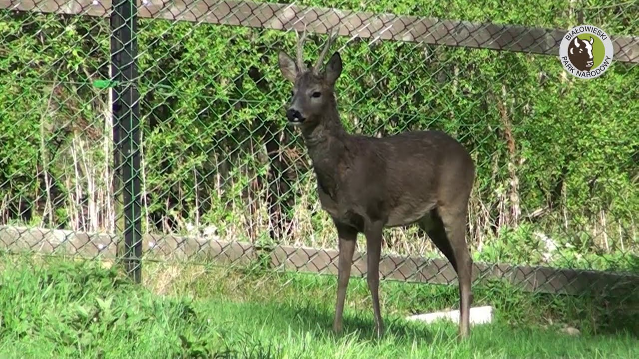 Z kamerą w Rezerwacie Pokazowym Żubrów - Sarny