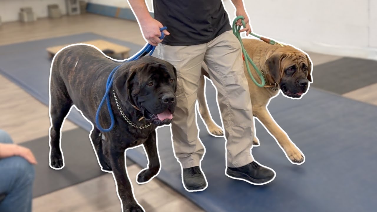 English Mastiff Brothers First Time on a Starmark Collar | Training Session Clip