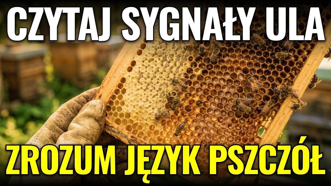 Kr&oacute;lowa to NIE szefowa! Jak czytać sygnały z ula?