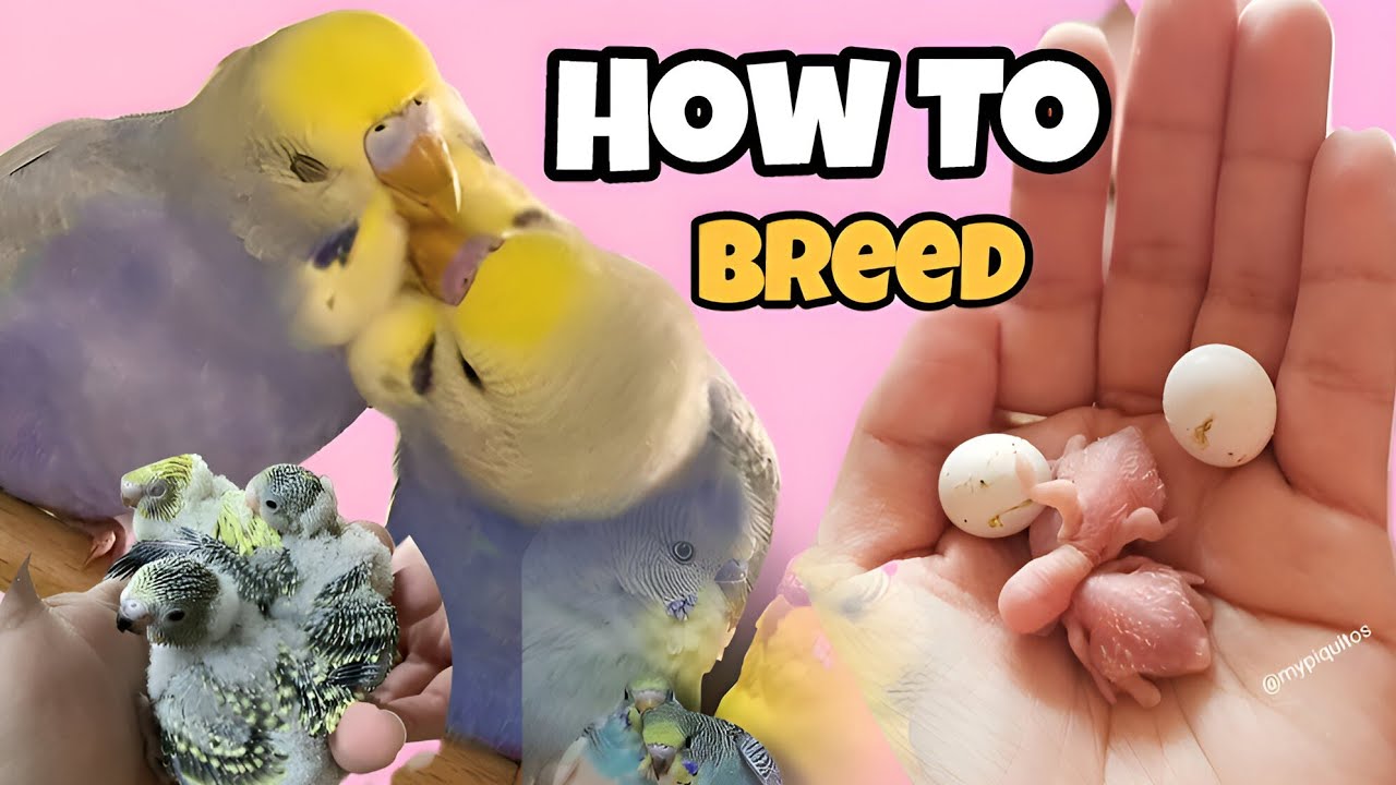 How to Breed Budgies Parrot | Budgies | #budgies 