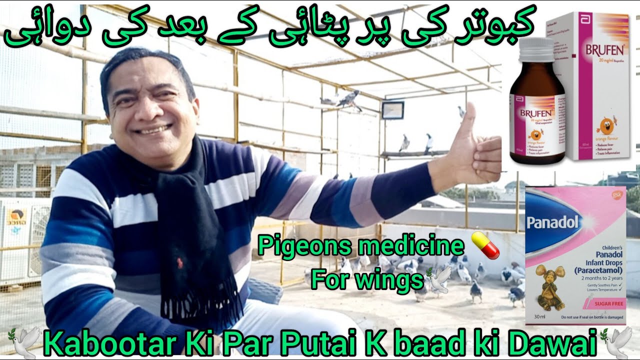 Kabootar ki PAR PATAi k baad ki Dawai | kabotar par putai karny ka tarika | pigeon wings medicine