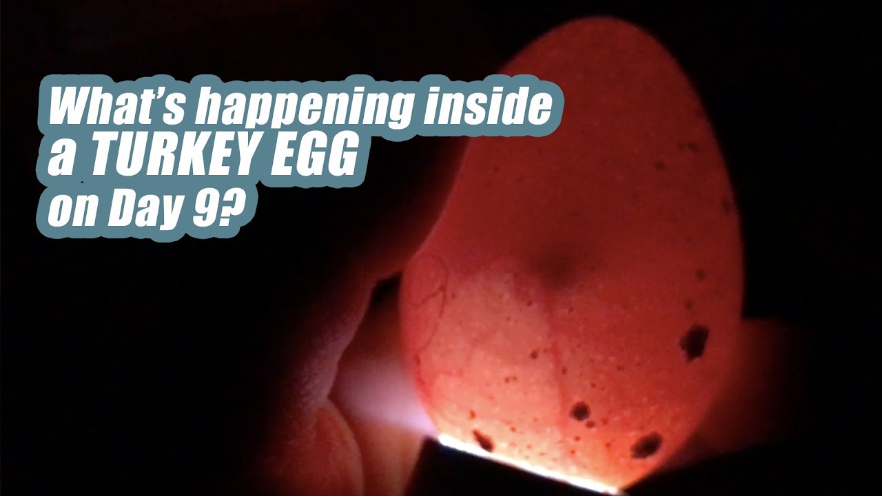 Candling Turkey eggs on day 9 of incubation