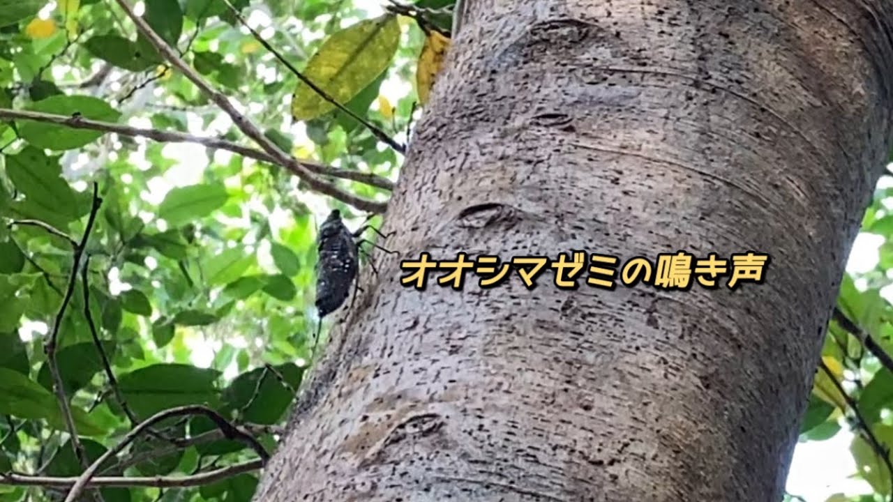 オオシマゼミ セミの鳴き声沖縄 Meimuna oshimensis 沖縄の蝉図鑑