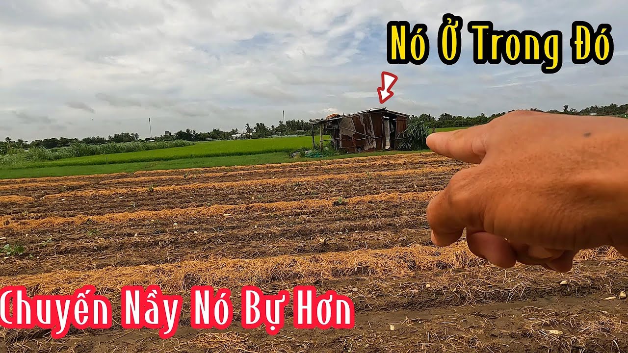Quá Nguy Hiểm:Con Rắn Độc Nằm Trước Cửa Chòi Anh Nông Dân | Mười Thương Săn Bắt