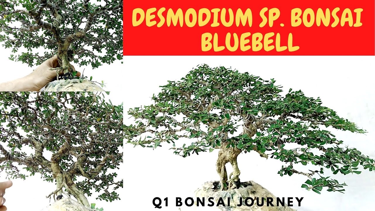 HOW TO TRIM A BLUEBELL BONSAI / TRIMMING A DESMODIUM SP. BONSAI