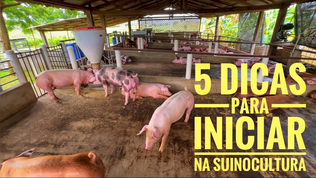 5 passos fundamentais para come&ccedil;ar na suinocultora.