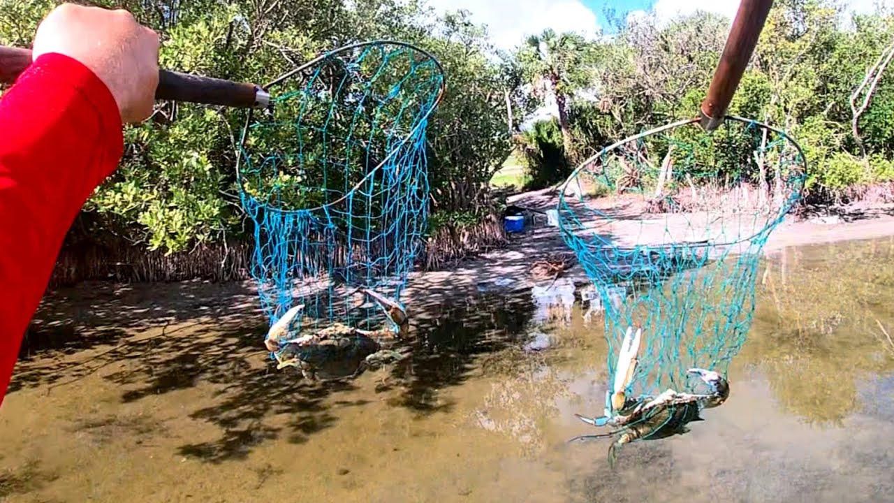How to Catch and Cook Blue Crabs in Florida