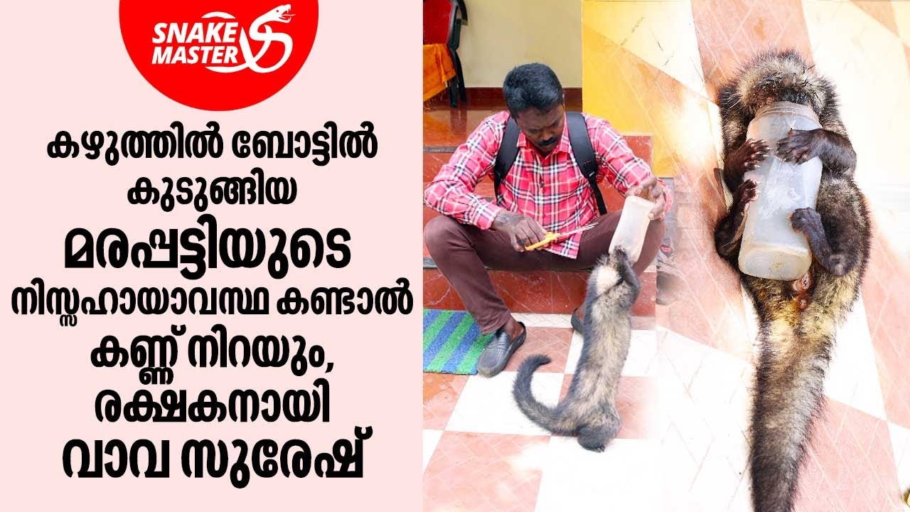കഴുത്തിൽ ബോട്ടിൽ കുടുങ്ങിയ മരപ്പട്ടിയുടെ നിസ്സഹായാവസ്ഥ കണ്ടാൽ കണ്ണ് നിറയും | Snakemaster EP 943
