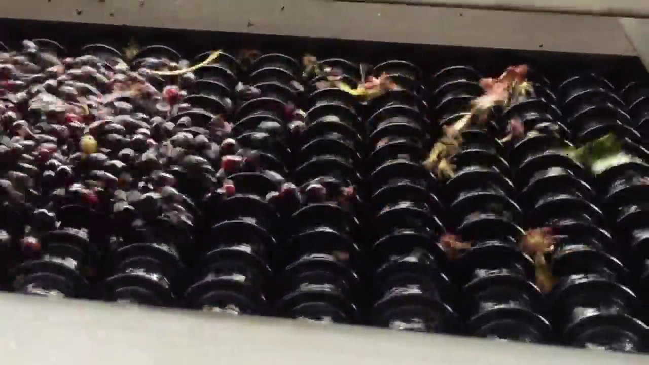 Enoveneta Grape Sort