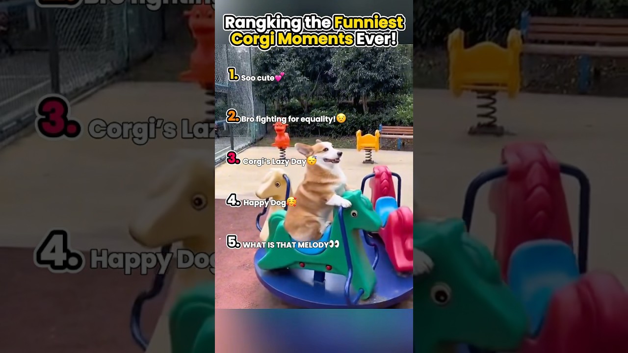 Rangking the Funniest Moments Corgi Ever! Pt 3 #corgicomedy #corgidog #corgifunny