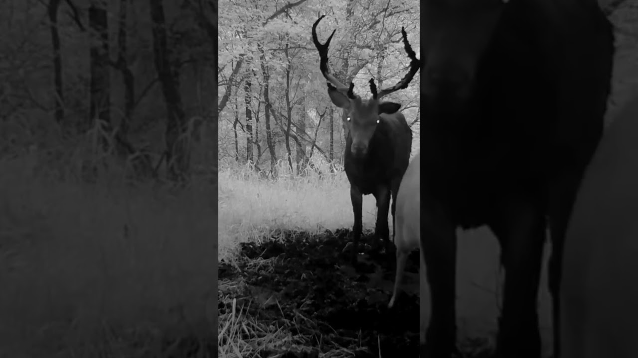 Stag looking for mate 🦌🦌❤️ 