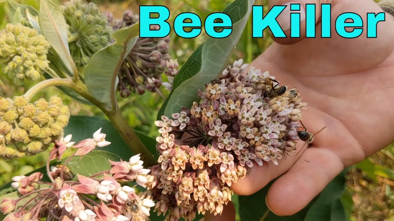 🔵Treacherous Plants for Bees