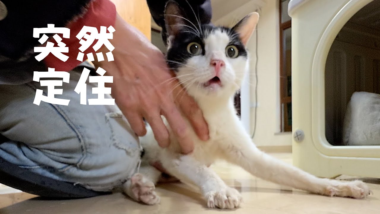 一把鼻涕一把淚照顧重感冒的貓貓10天，直到他不再整天發呆｜西樹 Xishu&Cats