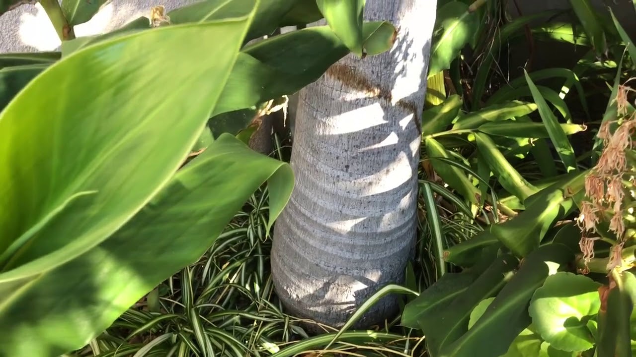 THE COLD HARDY KING PALM