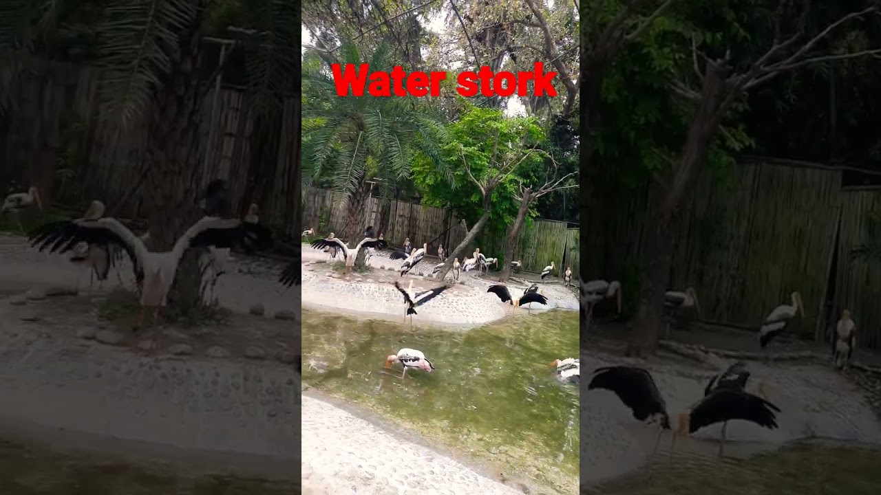 #water stork#nature #water birds#view point #birds park#zoo