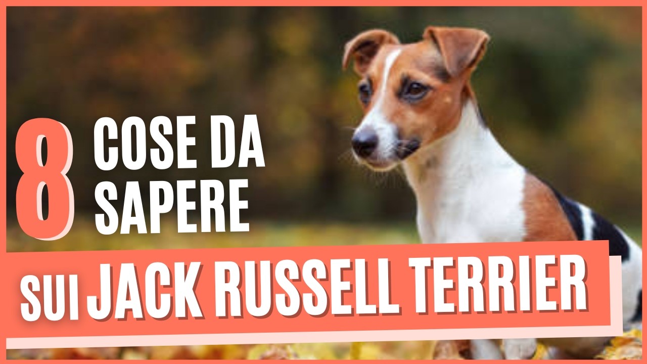 JACK RUSSELL TERRIER CURIOSITA'| 8 COSE CHE DEVI ASSOLUTAMENTE SAPERE PRIMA DI PRENDERE UN TERRIER