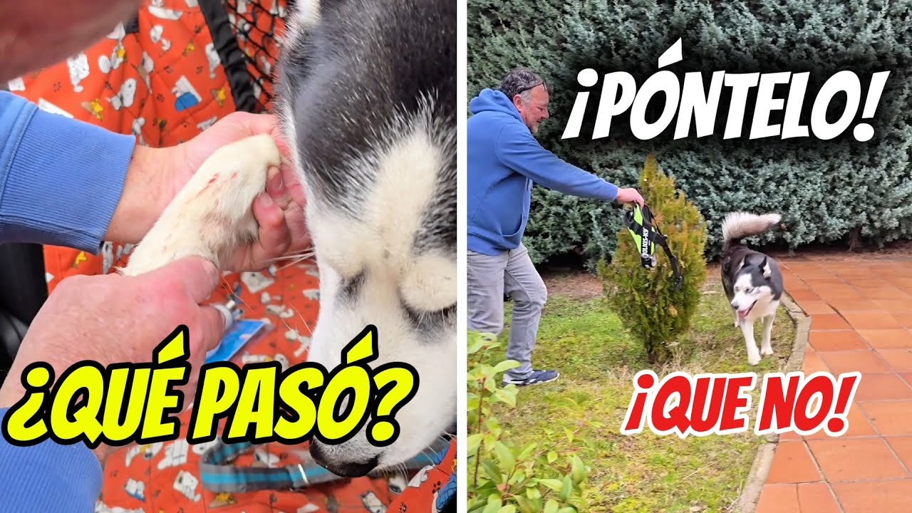 &iquest;MAX SE LASTIM&Oacute;? 🩸 El TRUCO INFALIBLE para poner el ARN&Eacute;S a mis Huskies 
