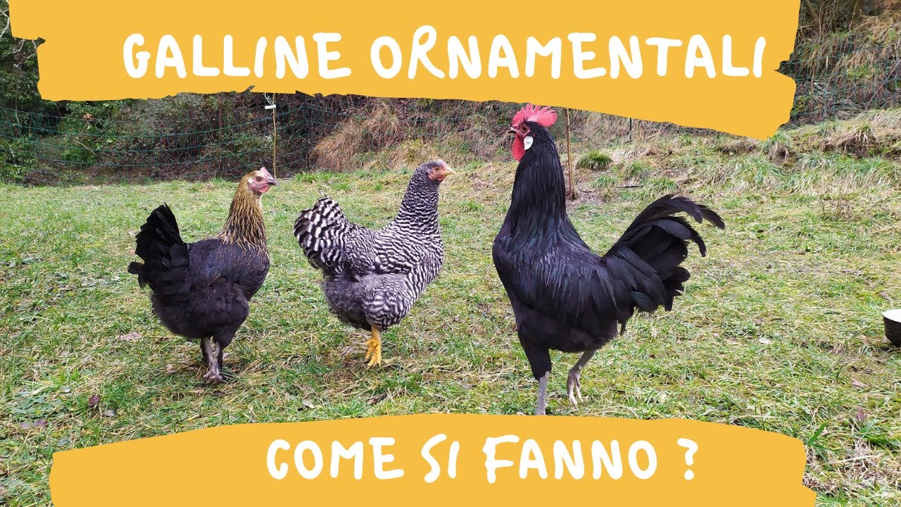 Galline ornamentali , come si fanno le razze pure?
