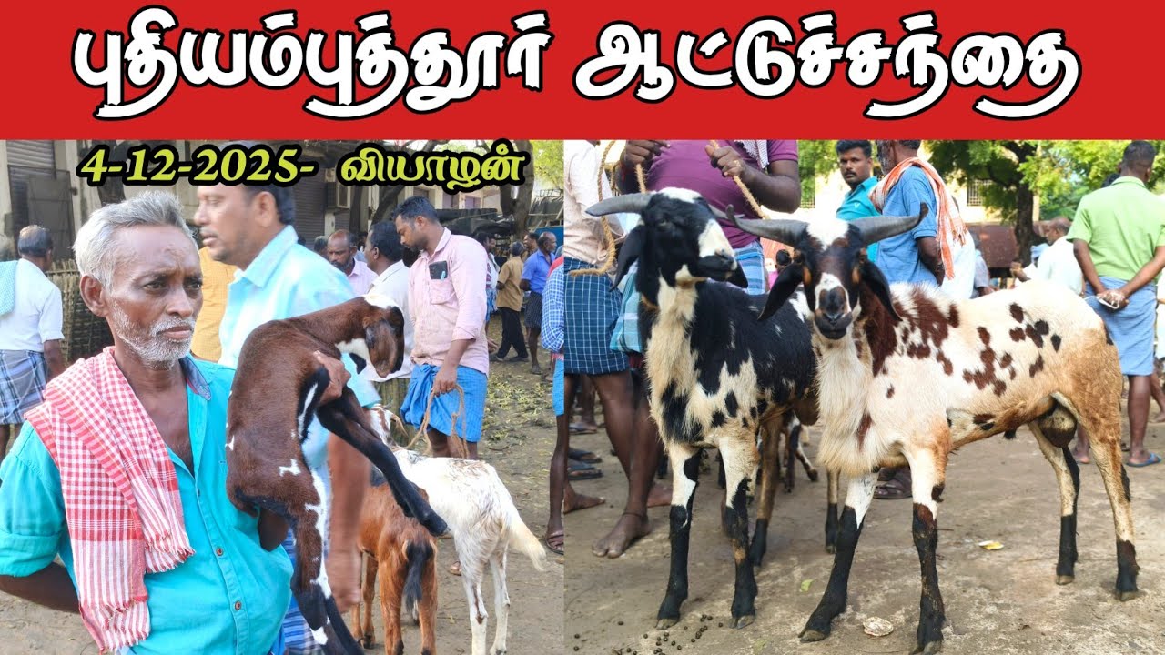 4-12-2025/ புதியம்புத்தூர் ஆட்டு சந்தை தூத்துக்குடி மாவட்டம் 