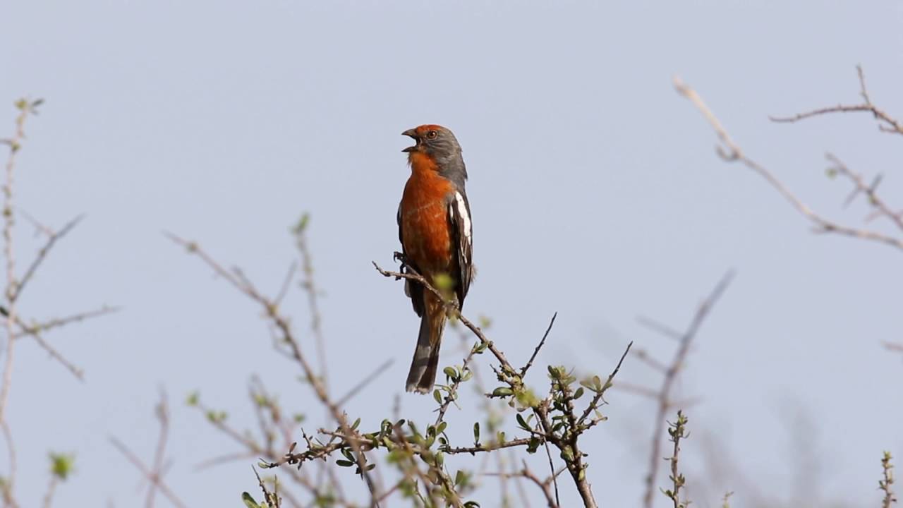 corta-ramos / Cortarramas / White-tipped Plantcutter / Phytotoma rutila