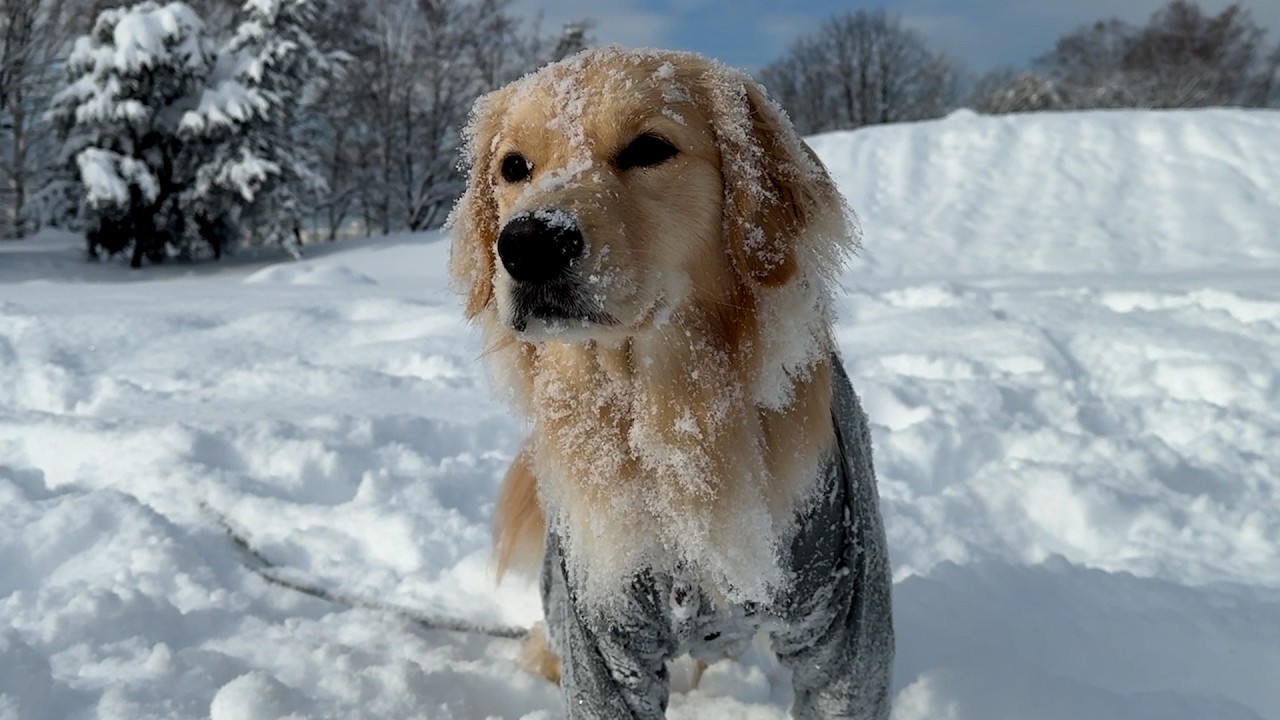 【ほぼ事故ですw】ママが宙を舞う！？ゴールデンレトリバーの大ジャンプ失敗！これがドンちゃんの身体能力？スタンプーと友達になれました！！