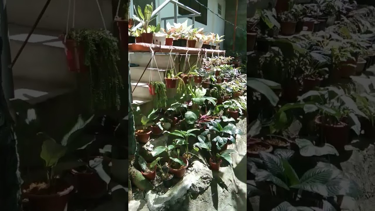 My peaceful sorrounding.🌿#planthobby #homegarden #plantloversph