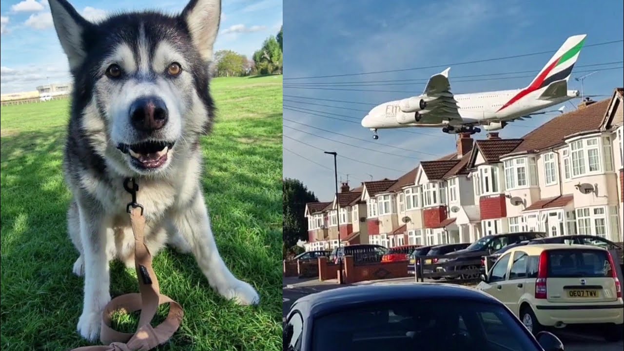 Husky Can't Believe His Eyes When This Happens!