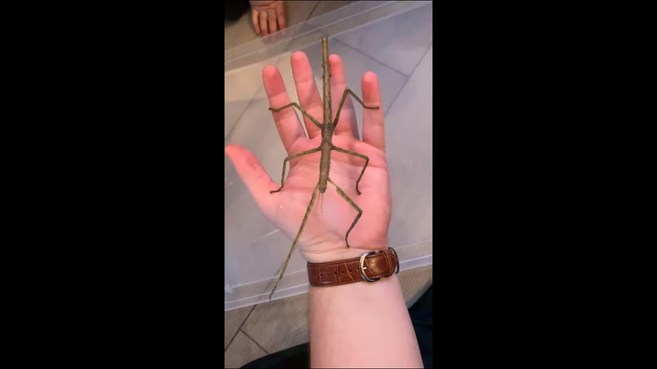 Мужчина несет на ладони танцующего жука-палочника