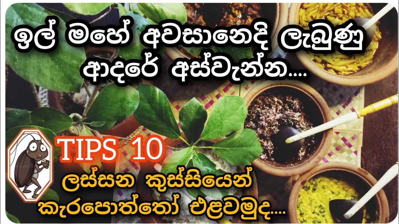 ආදරනීය ,සීතල නොවැම්බරයේ අවසානය❤How to get rid cockroachs from home👌කැරපොත්තන්ට තිත😲😲වගාවේ අස්වැන්න 🍃
