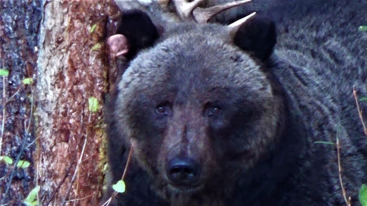 29 Years in the Wild: This Grizzly Bear's Amazing Life