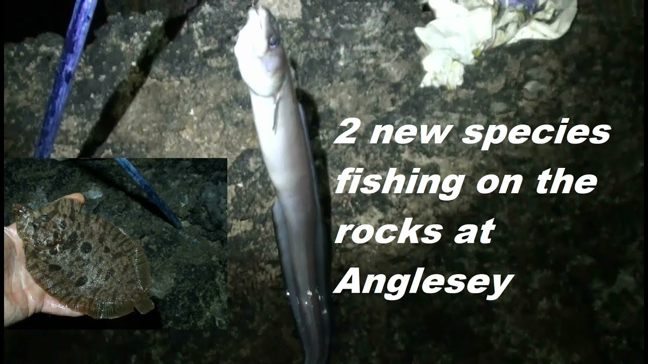 2 new species fishing on the rocks at Anglesey