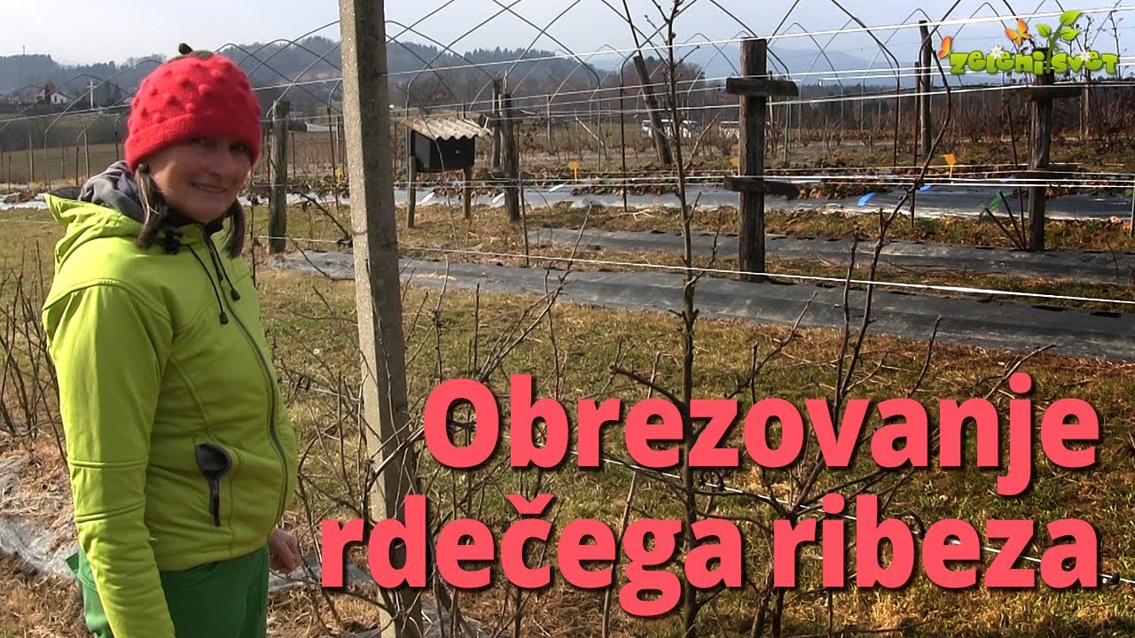 Rdeči ribez in rez