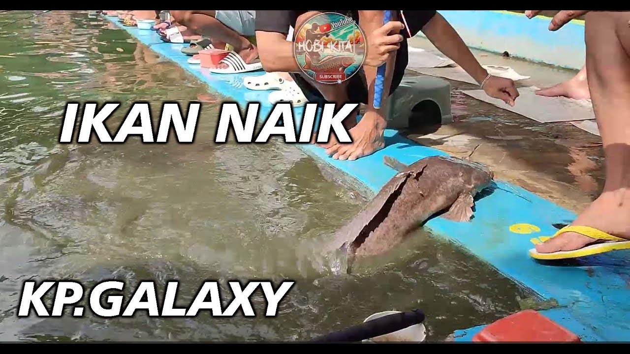detik detik ikan naik ke darat di kolam mancing galaxy, kemulan - turen
