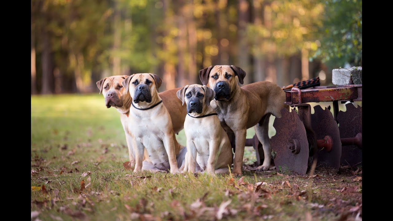 Introducing Integrity Boerboel Kennels: How it all started