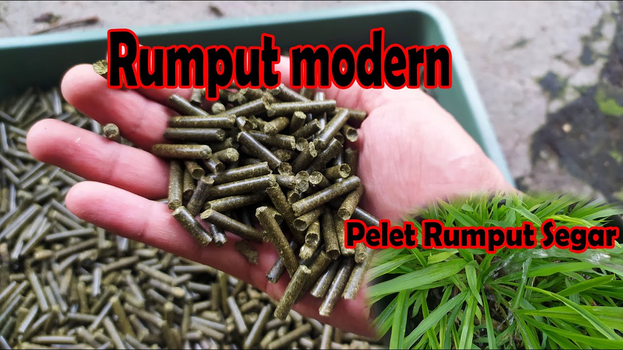 pelet rumput odot, Voer rumput