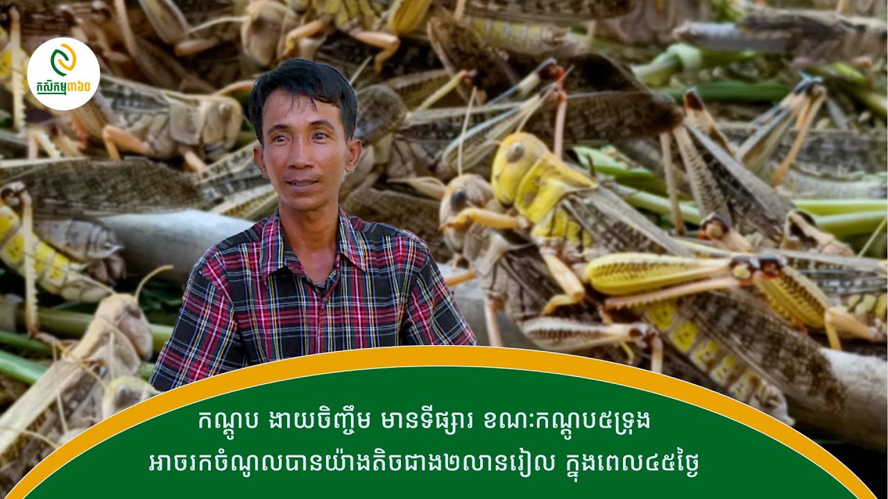 កណ្ដូបងាយចិញ្ចឹម តែ៤-៥ទ្រុង ចំណូលខ្ទង់លានរៀល