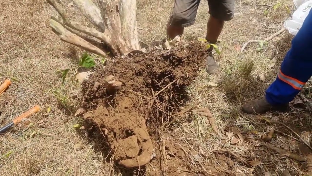 yamadori de Jabuticabeira.