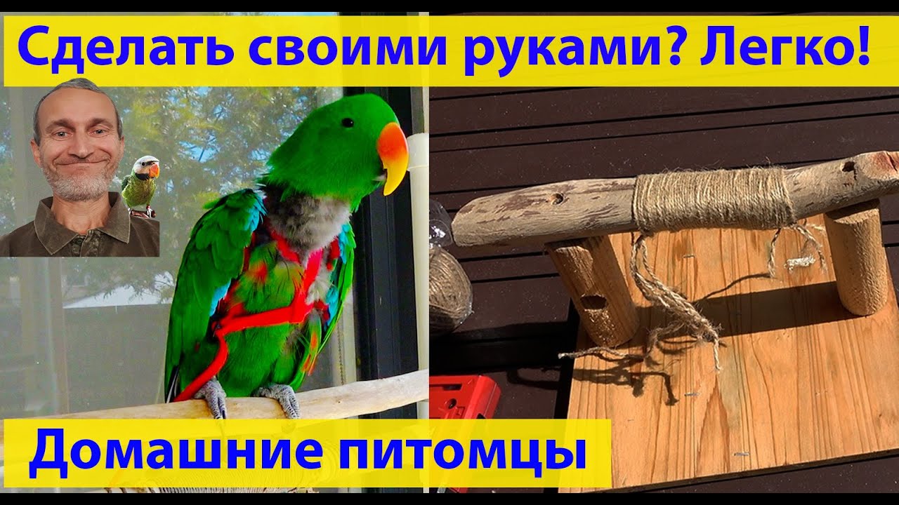 Попугаи: как обрабатывать палочки для клетки. Одеваем шлейку. (видео 616)
