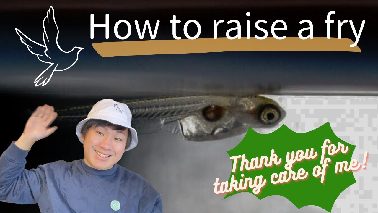 【LET'S LEARN】How to raise a fry!!
